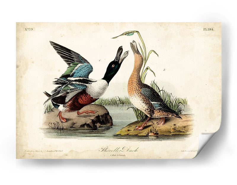 Audubon Ducks I - John James Audubon | Cuadro decorativo de Canvas Lab