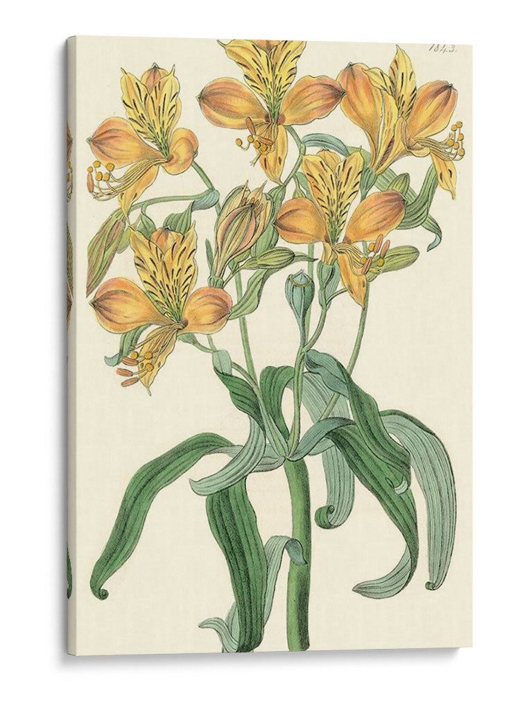 Belleza Golden Iii - Sydenham Edwards | Cuadro decorativo de Canvas Lab