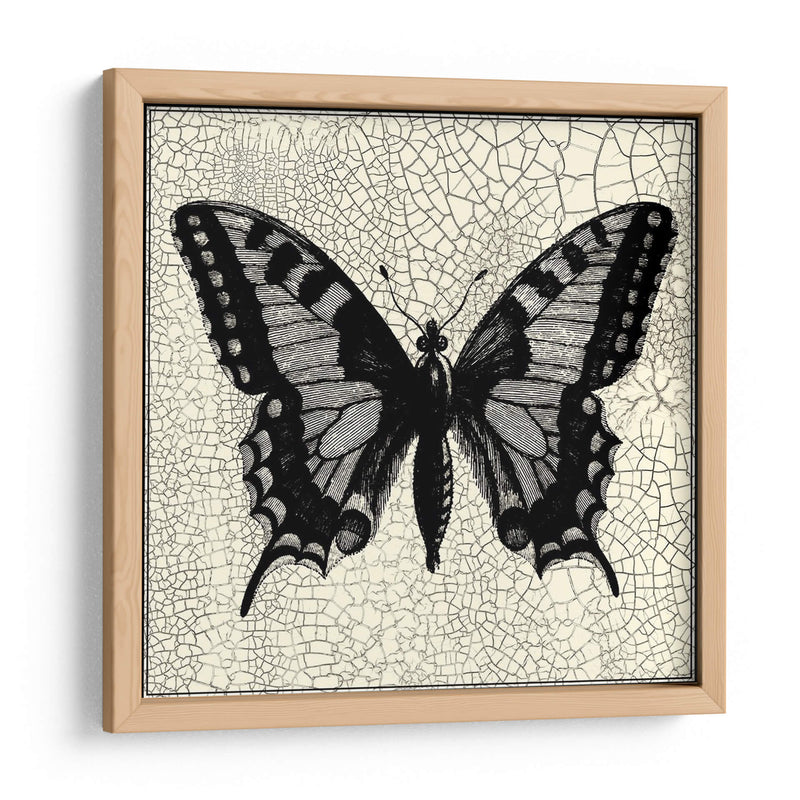 Mariposa Clásica I - Vision Studio | Cuadro decorativo de Canvas Lab