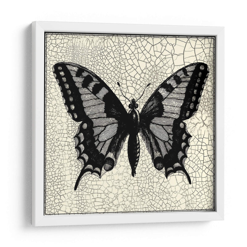 Mariposa Clásica I - Vision Studio | Cuadro decorativo de Canvas Lab