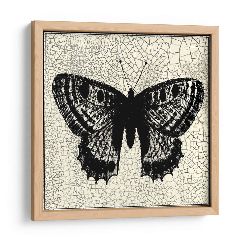 Mariposa Clásica Ii - Vision Studio | Cuadro decorativo de Canvas Lab