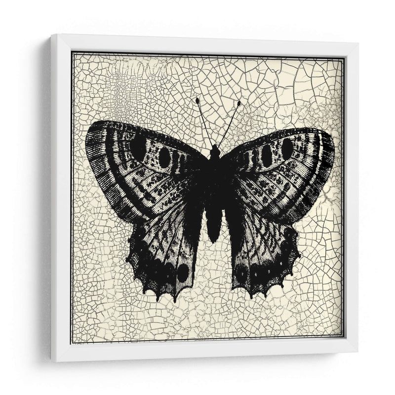 Mariposa Clásica Ii - Vision Studio | Cuadro decorativo de Canvas Lab