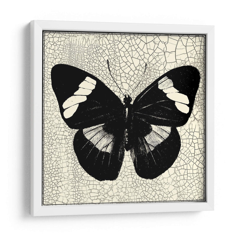 Mariposa Clásica Iii - Vision Studio | Cuadro decorativo de Canvas Lab