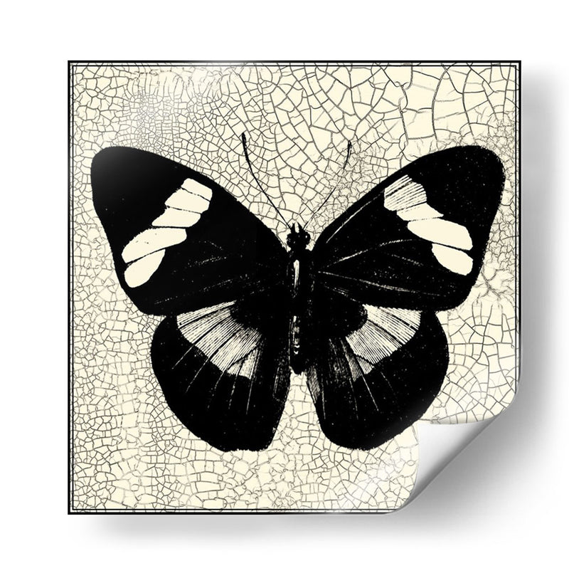 Mariposa Clásica Iii - Vision Studio | Cuadro decorativo de Canvas Lab