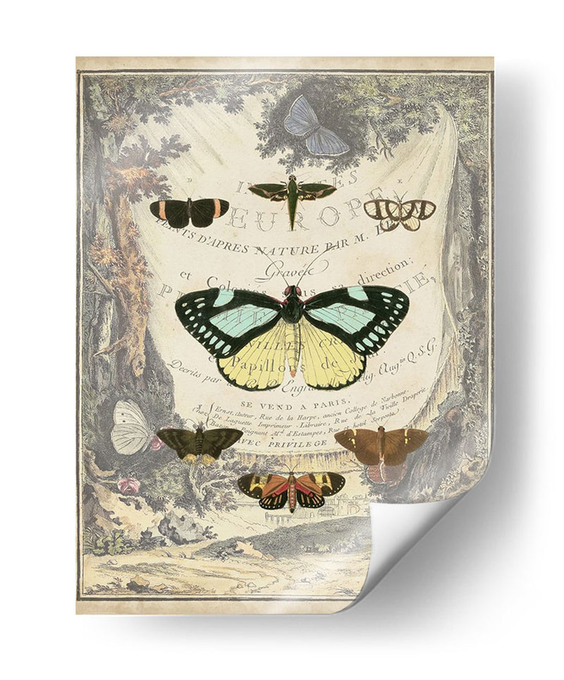 Bookplate De Mariposa Vintage - Vision Studio | Cuadro decorativo de Canvas Lab