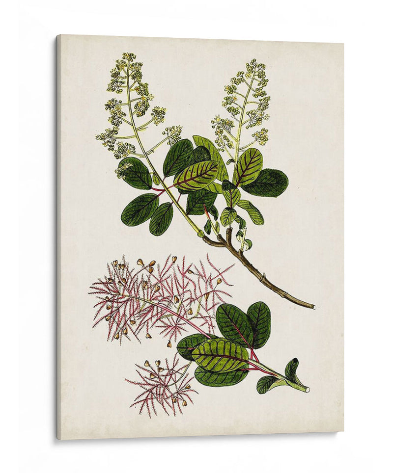 Estudio Botánico Antiguo Ii | Cuadro decorativo de Canvas Lab