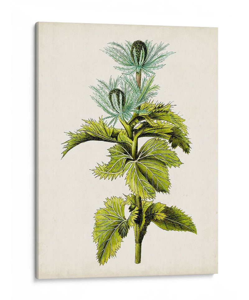 Estudio Botánico Antiguo Iii | Cuadro decorativo de Canvas Lab