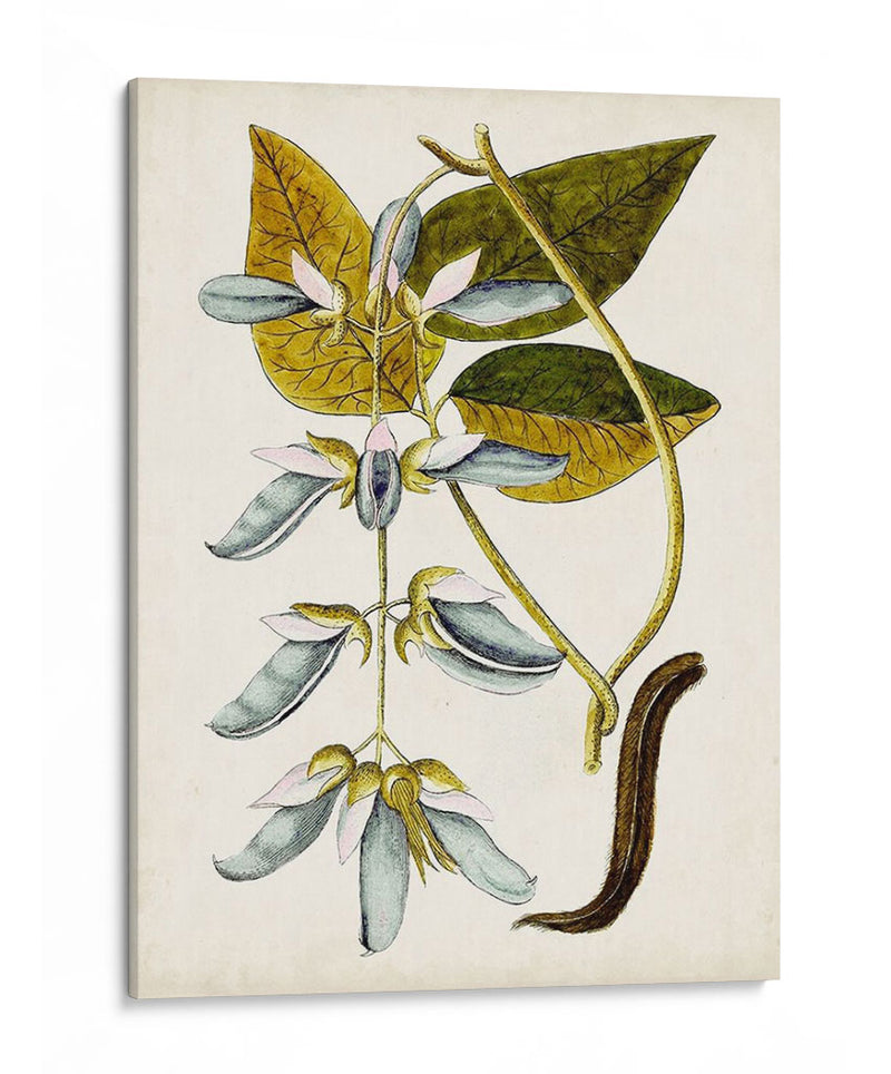 Estudio Botánico Antiguo V | Cuadro decorativo de Canvas Lab