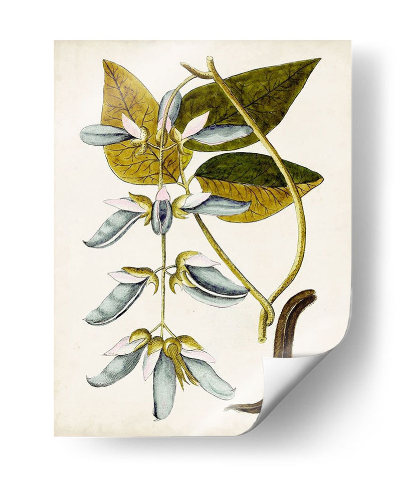 Estudio Botánico Antiguo V | Cuadro decorativo de Canvas Lab