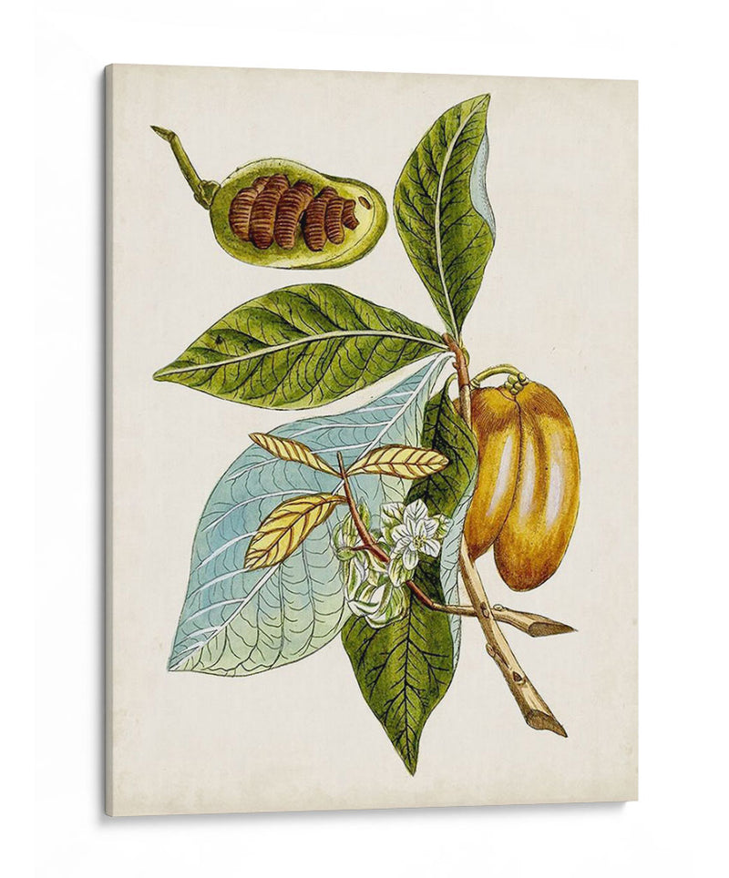 Estudio Botánico Antiguo Vi | Cuadro decorativo de Canvas Lab