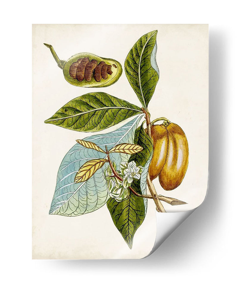Estudio Botánico Antiguo Vi | Cuadro decorativo de Canvas Lab