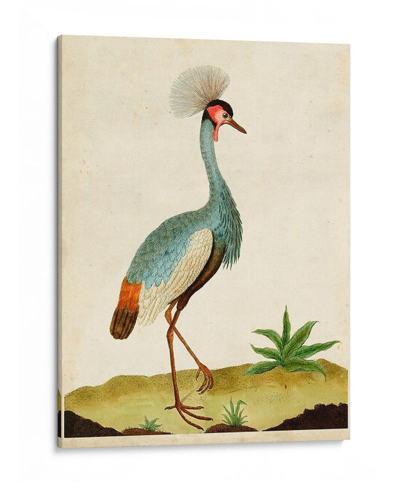 Heron Retrato I | Cuadro decorativo de Canvas Lab