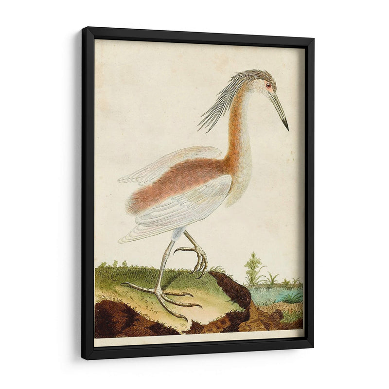 Heron Retrato Iii | Cuadro decorativo de Canvas Lab