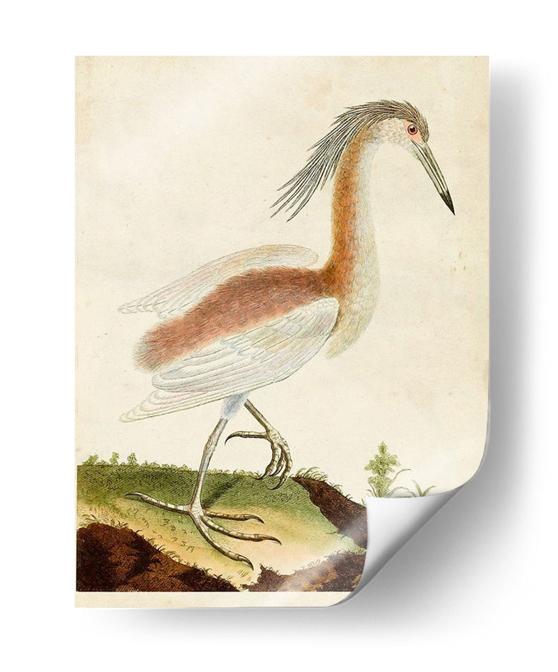 Heron Retrato Iii | Cuadro decorativo de Canvas Lab
