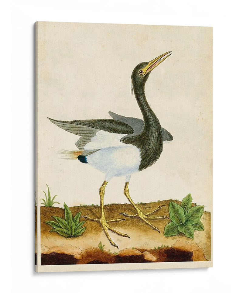 Heron Retrato V | Cuadro decorativo de Canvas Lab