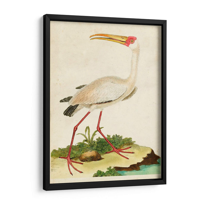 Heron Retrato Vii | Cuadro decorativo de Canvas Lab