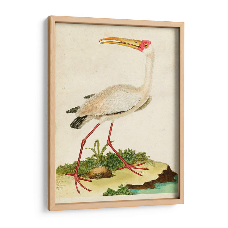 Heron Retrato Vii | Cuadro decorativo de Canvas Lab