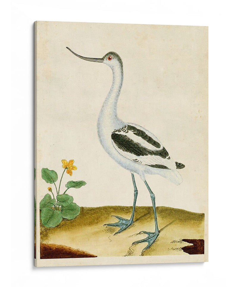 Heron Retrato Viii | Cuadro decorativo de Canvas Lab