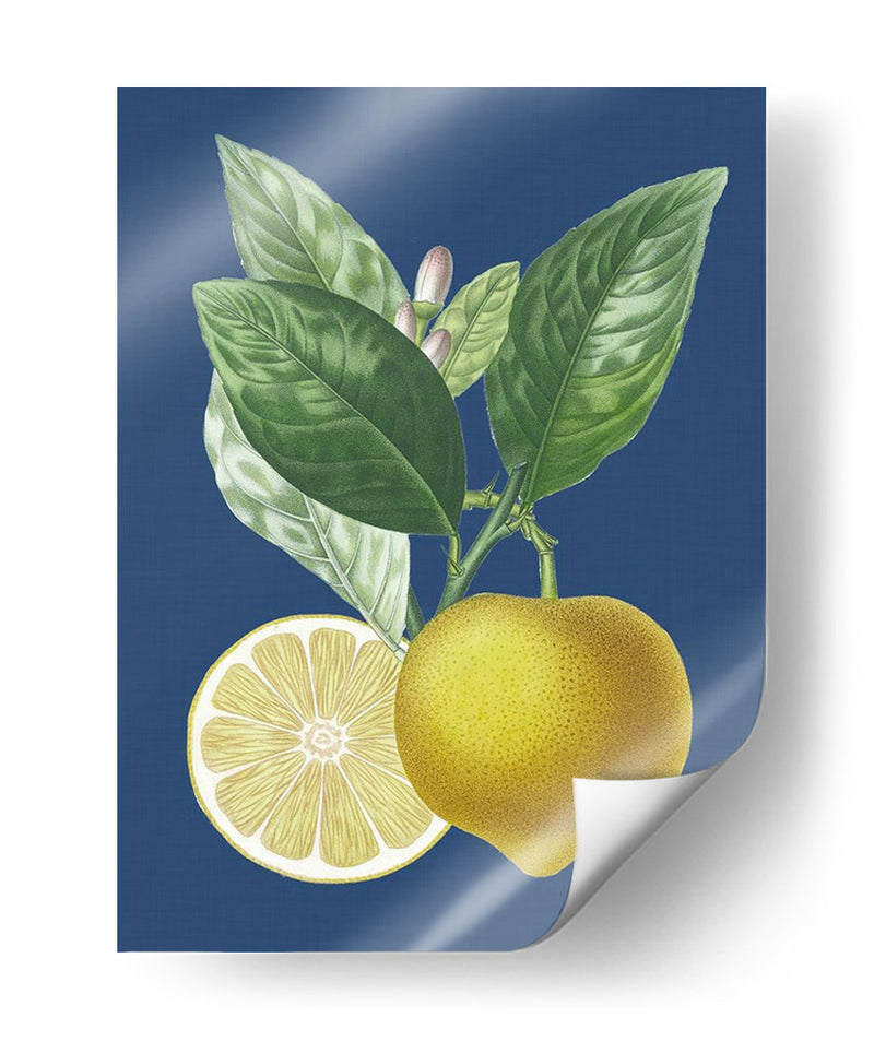 Limón Francés En La Marina Ii - A. Risso | Cuadro decorativo de Canvas Lab