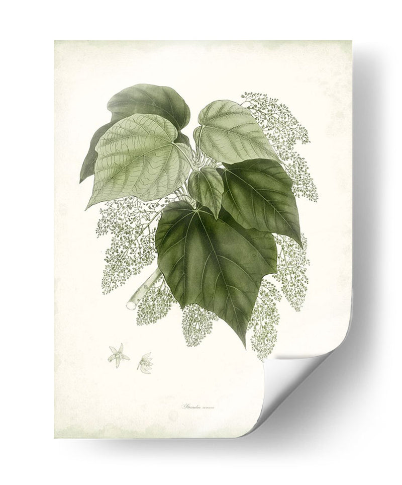 Sage Botanical Iii - Vision Studio | Cuadro decorativo de Canvas Lab