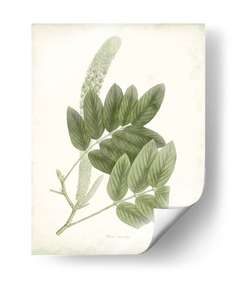 Sage Botanical Iv - Vision Studio | Cuadro decorativo de Canvas Lab