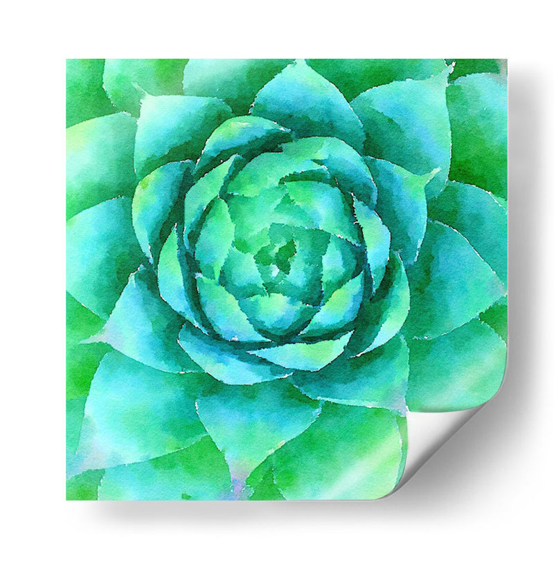 Succulente X - Jennifer Paxton Parker | Cuadro decorativo de Canvas Lab