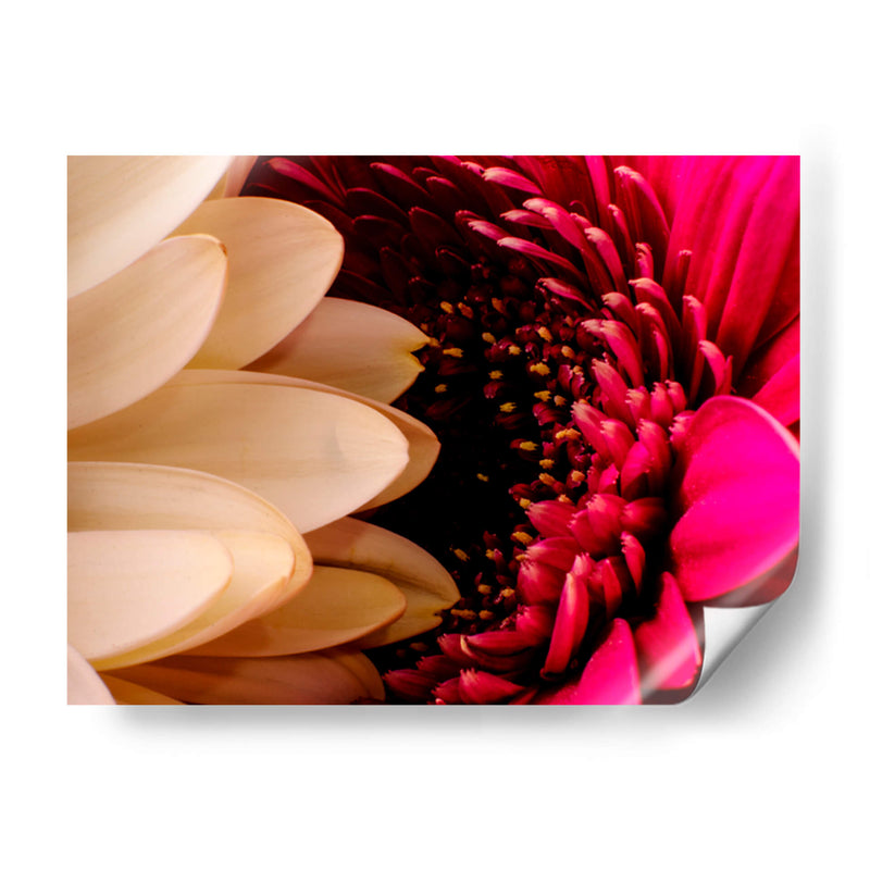 romance floral - Alvaro Martinz | Cuadro decorativo de Canvas Lab