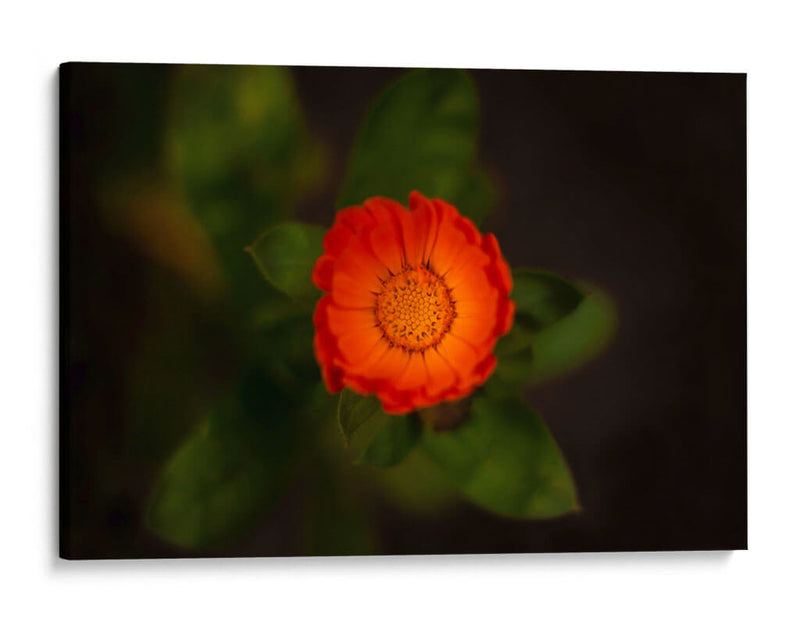 Sol floral - Alex Cerón | Cuadro decorativo de Canvas Lab