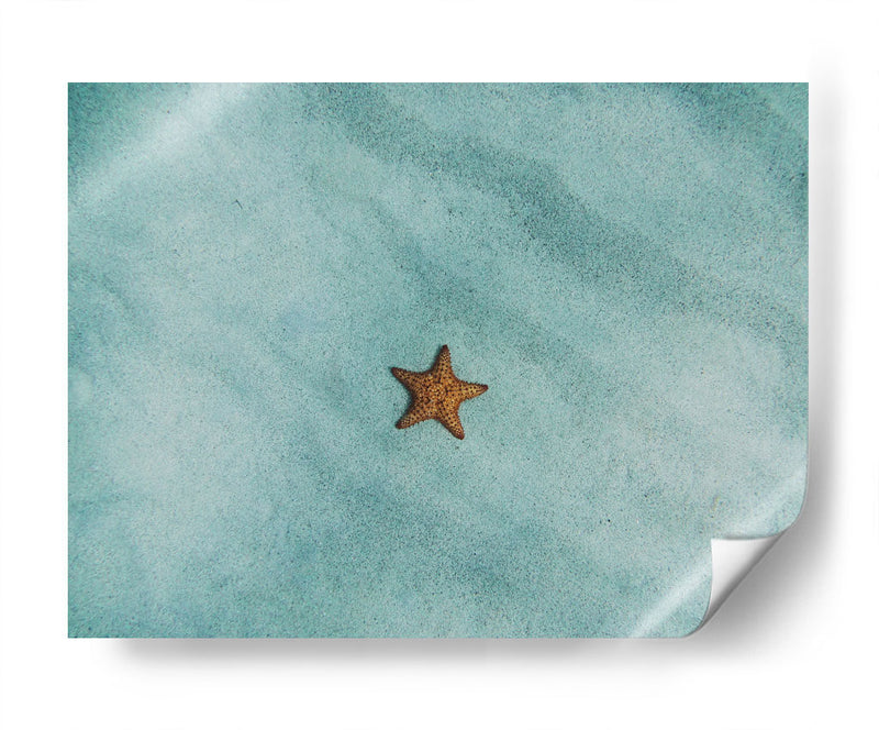 Una estrella de mar | Cuadro decorativo de Canvas Lab
