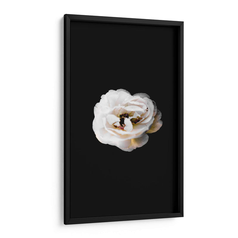 Una flor blanca | Cuadro decorativo de Canvas Lab