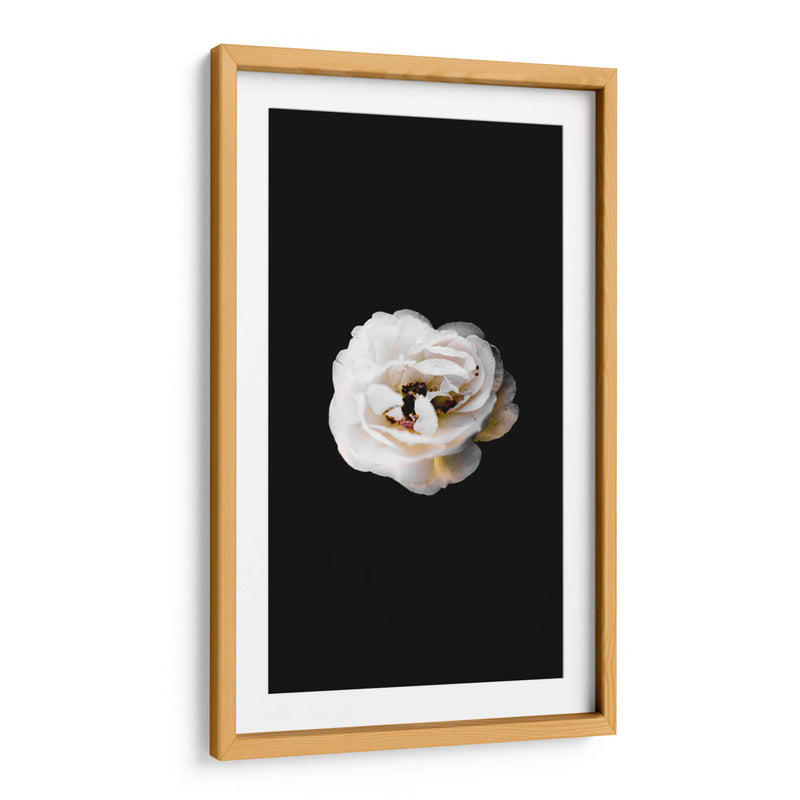 Una flor blanca | Cuadro decorativo de Canvas Lab