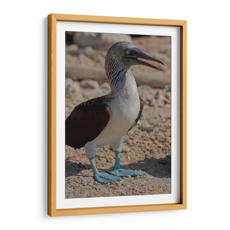 Pájaro bobo en Isla Isabel, Nayarit II - Jaime López Portillo  | Cuadro decorativo de Canvas Lab