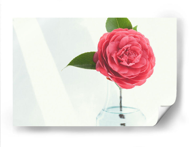 Una sola rosa | Cuadro decorativo de Canvas Lab