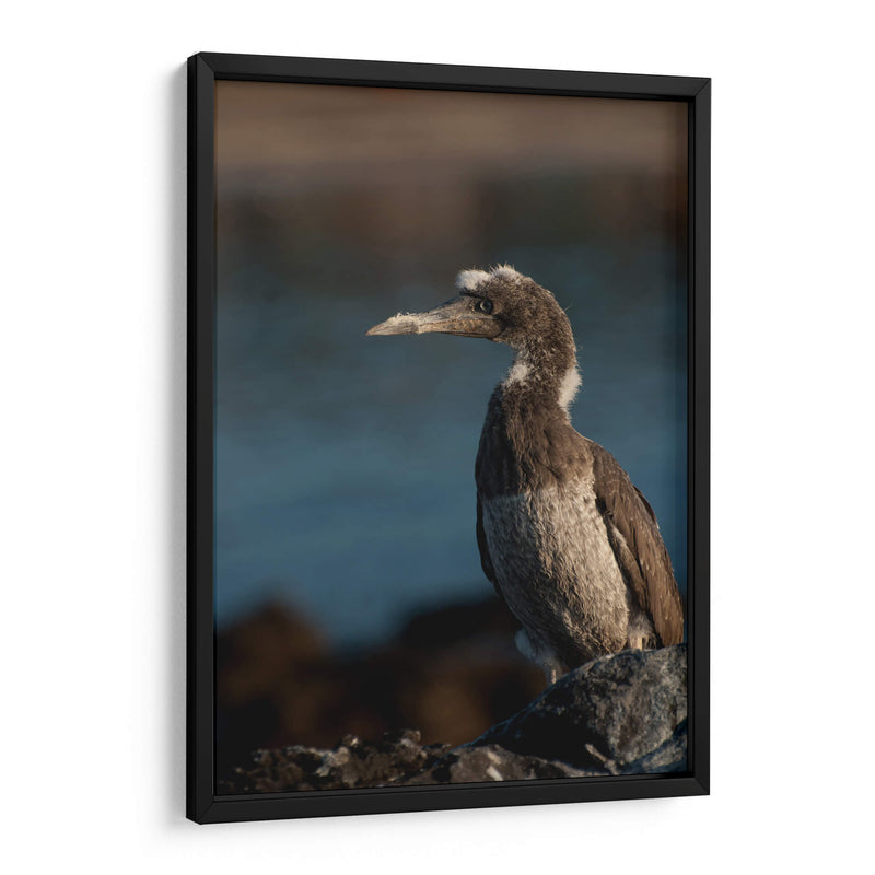 Pájaro bobo en Isla Isabel, Nayarit III - Jaime López Portillo  | Cuadro decorativo de Canvas Lab
