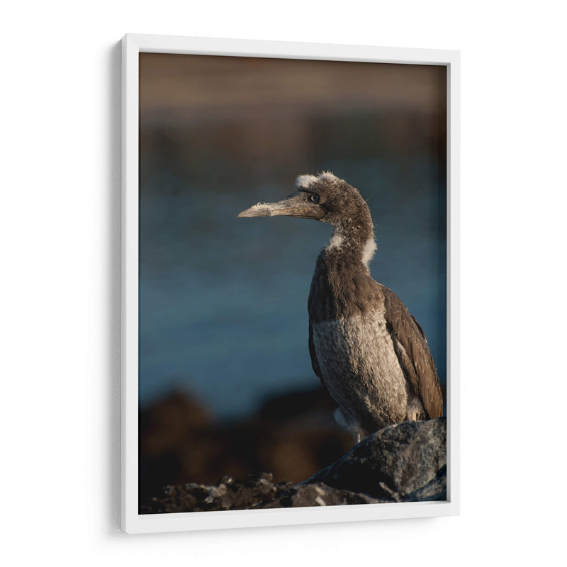 Pájaro bobo en Isla Isabel, Nayarit III - Jaime López Portillo  | Cuadro decorativo de Canvas Lab