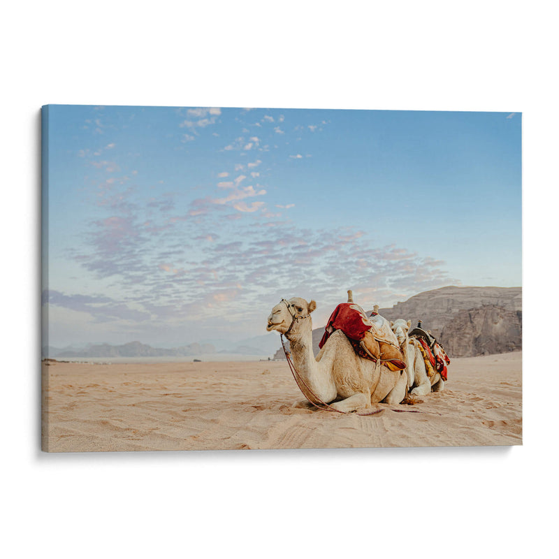 Camello en Wadi Rum, Jordania - Emmanuel Ramírez | Cuadro decorativo de Canvas Lab