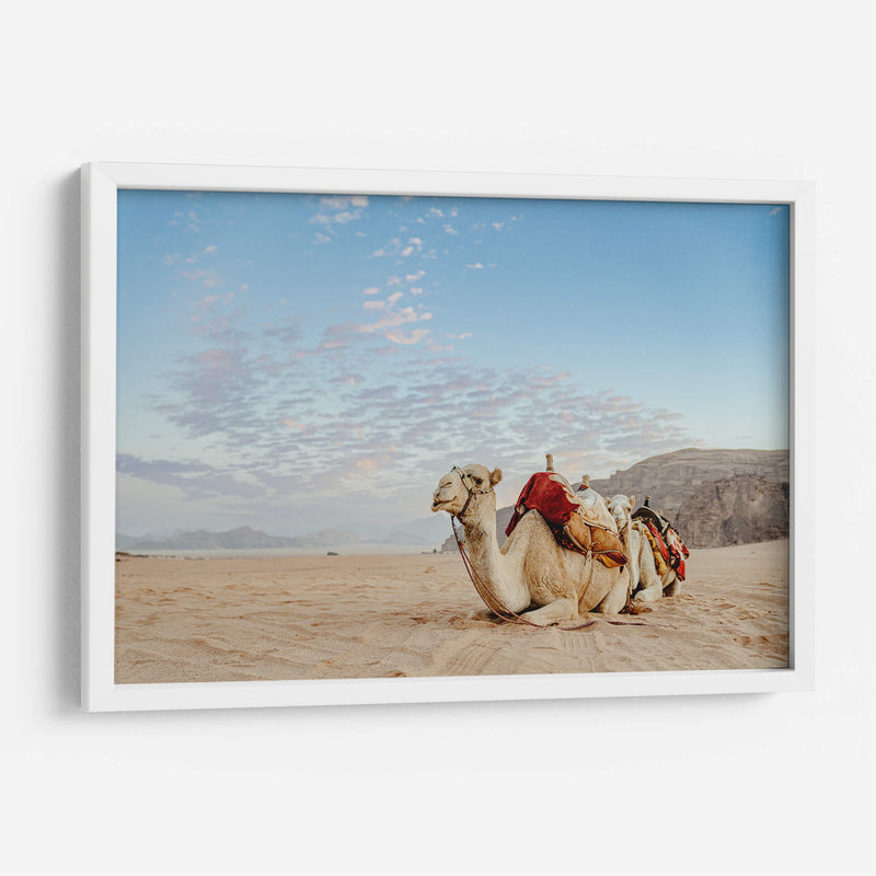 Camello en Wadi Rum, Jordania - Emmanuel Ramírez | Cuadro decorativo de Canvas Lab