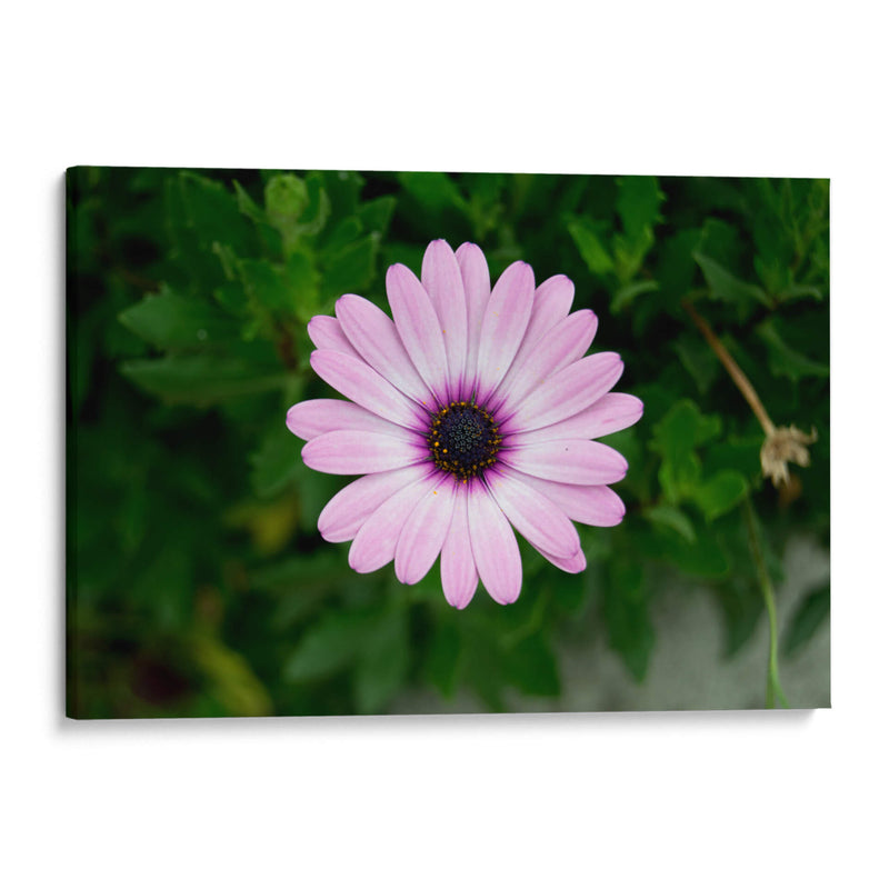 Flower - GaryML | Cuadro decorativo de Canvas Lab