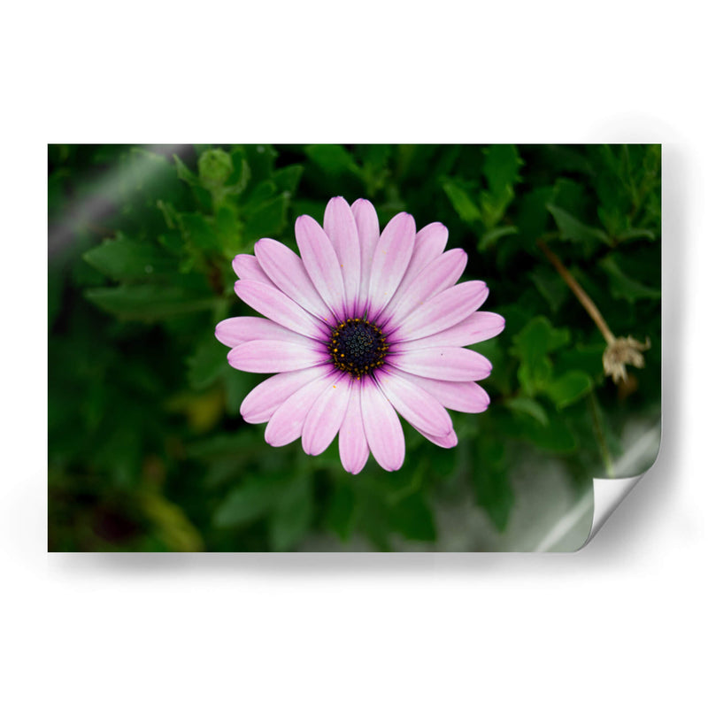 Flower - GaryML | Cuadro decorativo de Canvas Lab