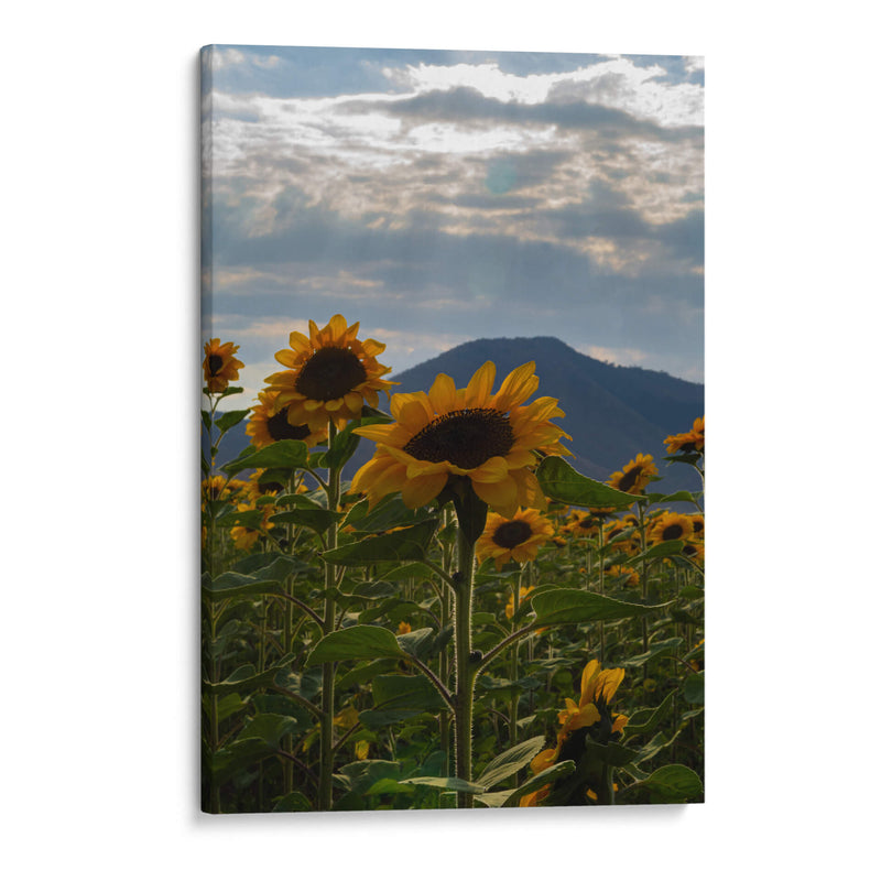 Campo de Girasoles 1 - moraviorato | Cuadro decorativo de Canvas Lab