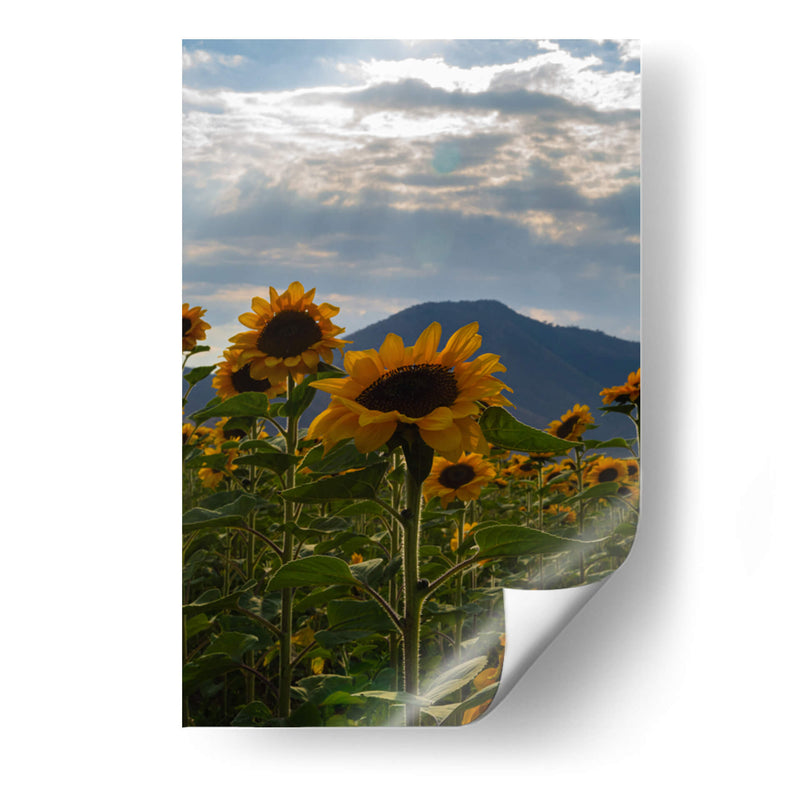 Campo de Girasoles 1 - moraviorato | Cuadro decorativo de Canvas Lab