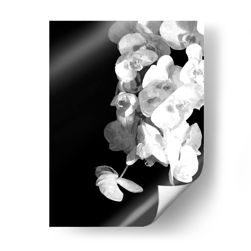 Orquídeas en blanco y negro - Alemi | Cuadro decorativo de Canvas Lab