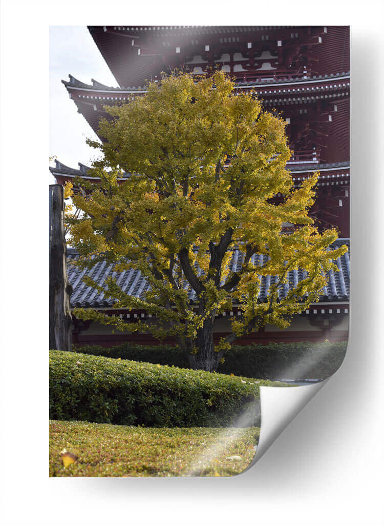 Gran Árbol, Tokio, Japón - Luis Velasco | Cuadro decorativo de Canvas Lab