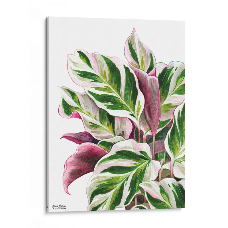 Calathea White Fusion - Blanca Aurora | Cuadro decorativo de Canvas Lab