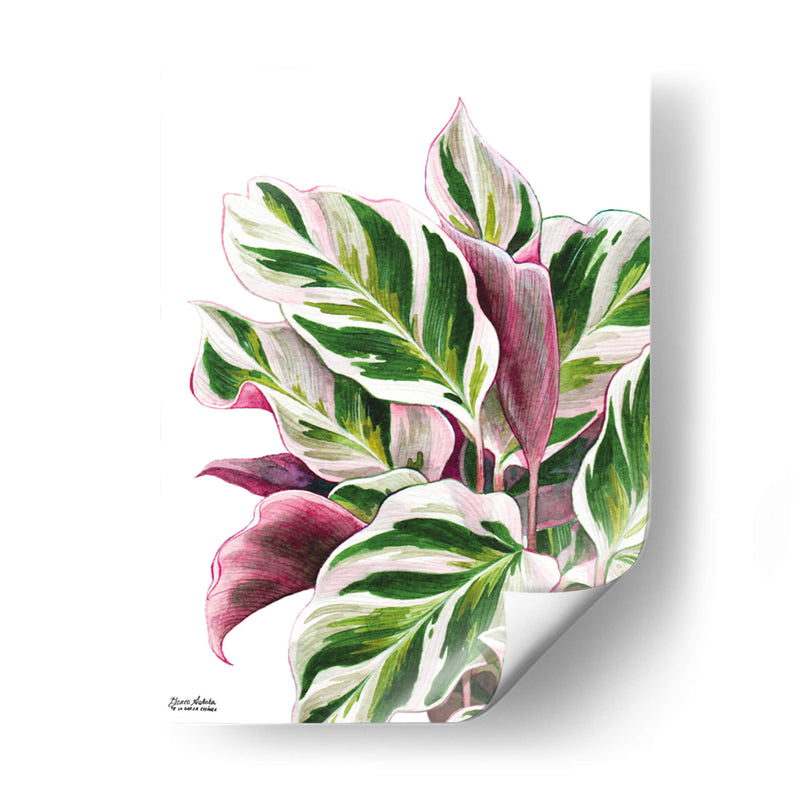 Calathea White Fusion - Blanca Aurora | Cuadro decorativo de Canvas Lab