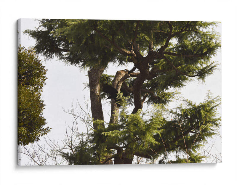 Ramas de Árbol, Tokio, Japón - Luis Velasco | Cuadro decorativo de Canvas Lab