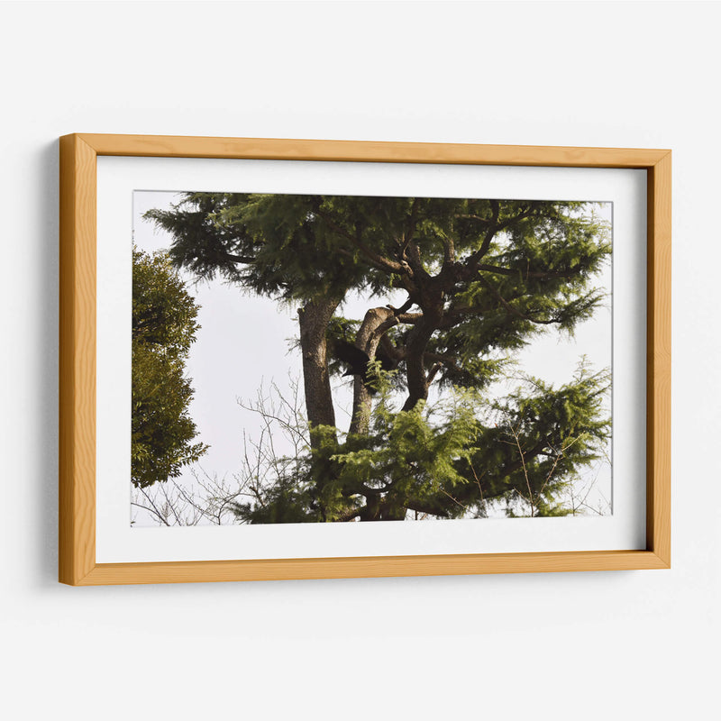 Ramas de Árbol, Tokio, Japón - Luis Velasco | Cuadro decorativo de Canvas Lab