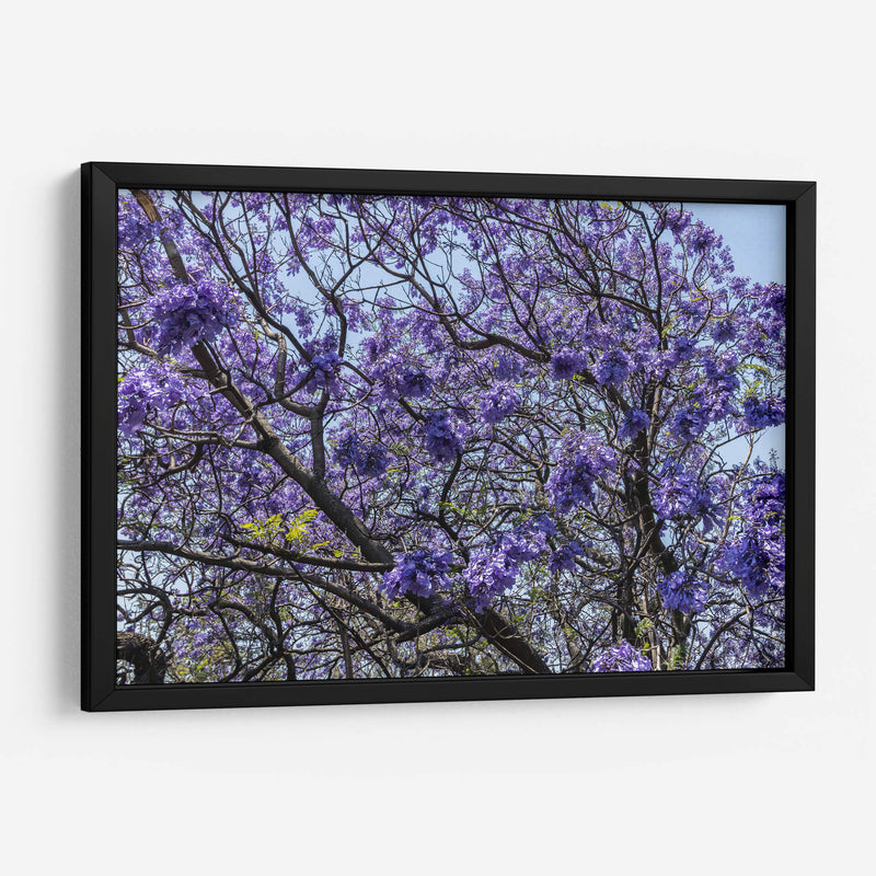 Flores Violetas - Bernardo Miranda | Cuadro decorativo de Canvas Lab