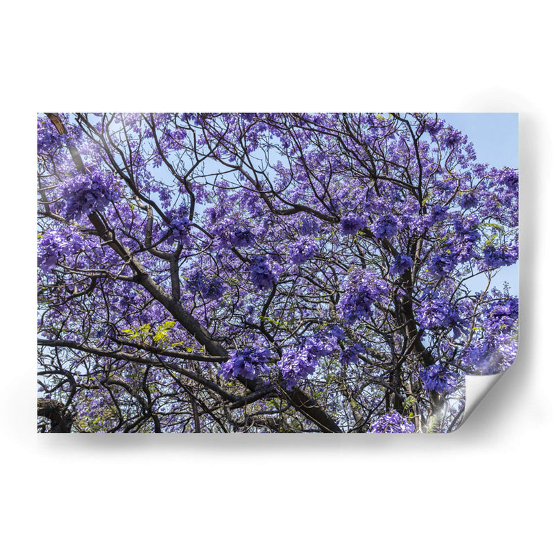 Flores Violetas - Bernardo Miranda | Cuadro decorativo de Canvas Lab