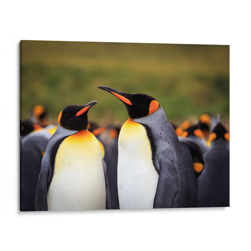Pareja de Pingüinos - Carlos Montaño | Cuadro decorativo de Canvas Lab